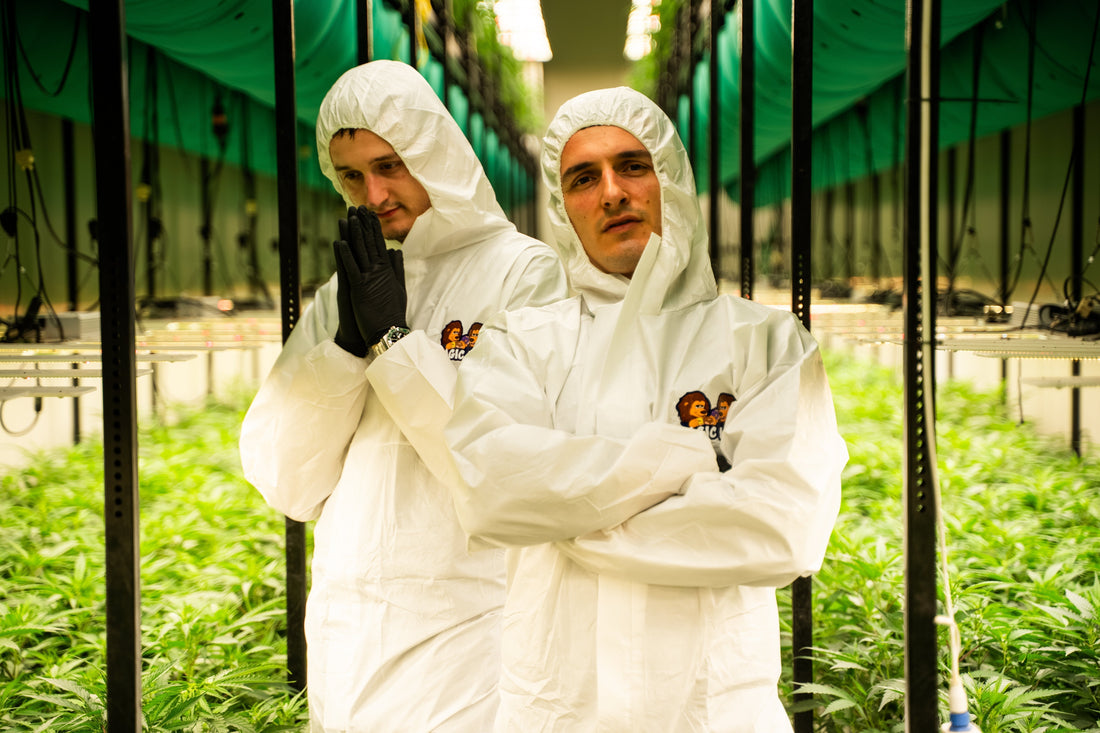 Fleurs Magic King : Testées, Coupées, Choisies " Une Histoire de Qualité Signés MK.