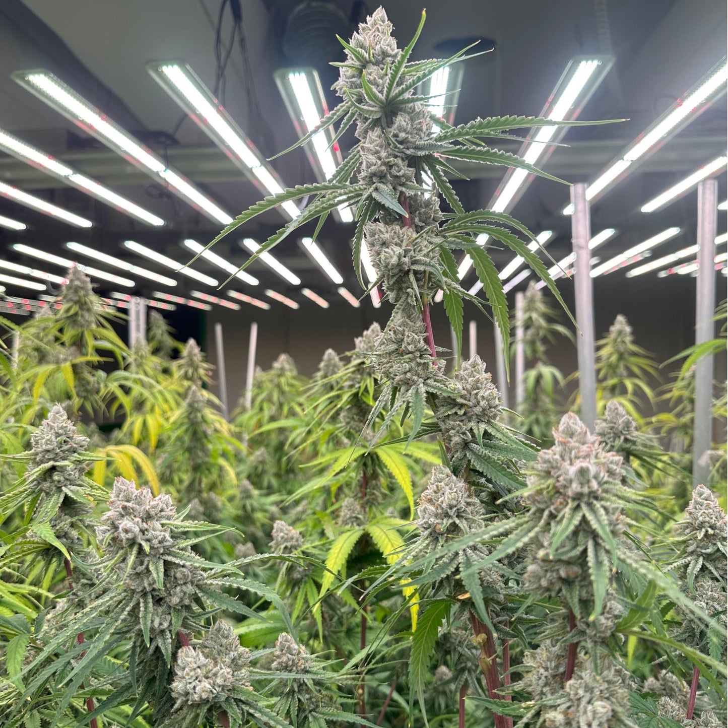 Plante Bonhomme de Neige CBD – culture indoor premium Magic King, buds denses et résineux.