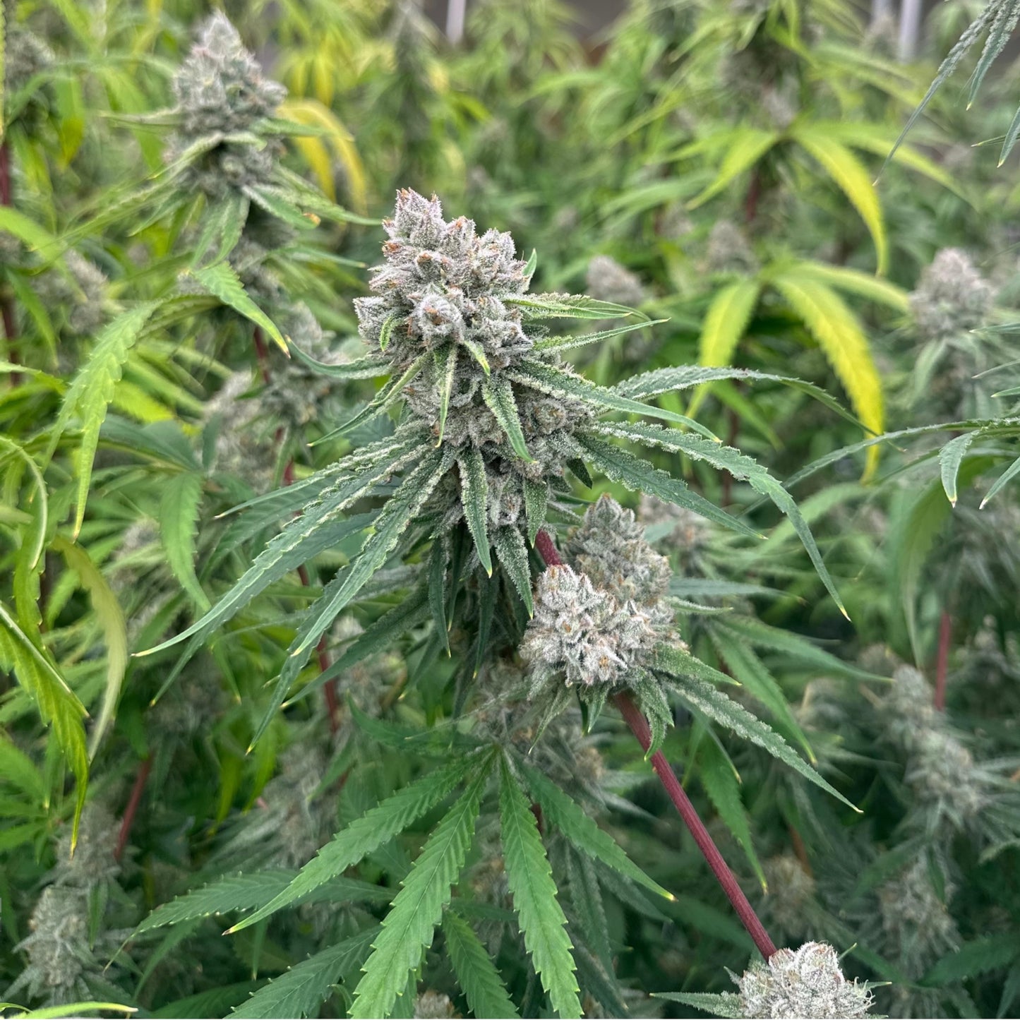 Fleurs Bonhomme de Neige CBD – détails des buds trichomes indoor Magic King.