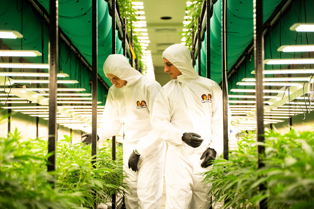 Fleurs Magic King : Testées, Coupées, Choisies " Une Histoire de Qualité Signés MK.