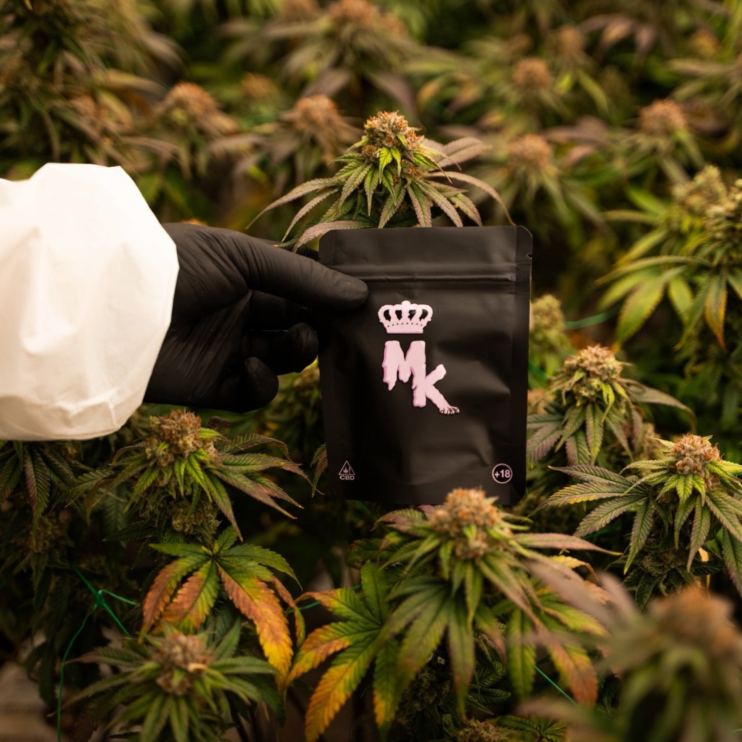 Fleurs CBD Magic King – Chanvre cultivé en Italie, arômes intenses et qualité premium