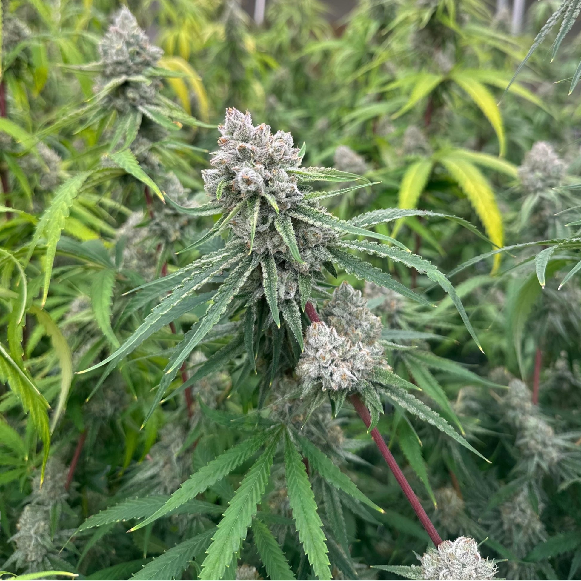 Fleurs Bonhomme de Neige CBD – détails des buds trichomes indoor Magic King.